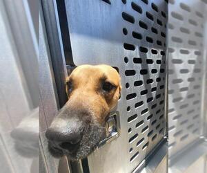 American Staffordshire Terrier-Unknown Mix Dogs for adoption in San Antonio, TX, USA