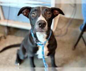 Labrador Retriever-Unknown Mix Dogs for adoption in Tavares, FL, USA