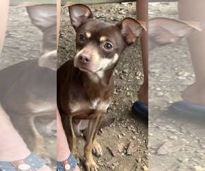 Chihuahua Dogs for adoption in Scottsboro, AL, USA