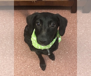 Corgi Basset Dogs for adoption in Pottstown, PA, USA