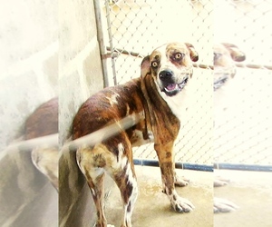 Catahoula Leopard Dog-Unknown Mix Dogs for adoption in Osteen, FL, USA