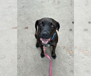 Boxador Dogs for adoption in Minneapolis, MN, USA