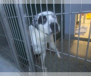 Mastiff Dogs for adoption in Palmetto, FL, USA