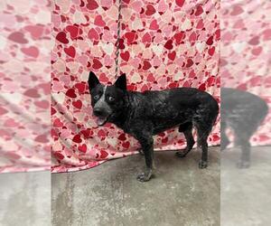 Mutt Dogs for adoption in Rosenberg, TX, USA