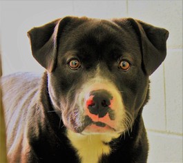 American Pit Bull Terrier-Unknown Mix Dogs for adoption in Danville, KY, USA