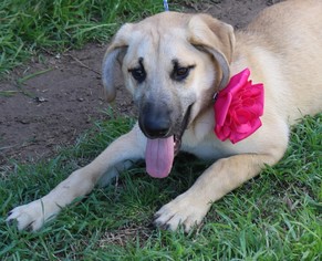 Rhodesian Ridgeback-Unknown Mix Dogs for adoption in Bandera, TX, USA