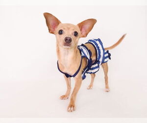Chihuahua-Unknown Mix Dogs for adoption in phoenix, AZ, USA