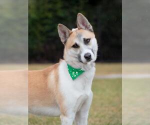 Siberian Husky-Unknown Mix Dogs for adoption in Derwood, MD, USA