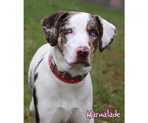 Great Dane Dogs for adoption in Mason, MI, USA