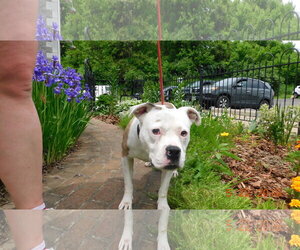 Bullboxer Pit Dogs for adoption in Zanesville, OH, USA