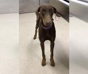 Doberman Pinscher Dogs for adoption in Riverside, CA, USA