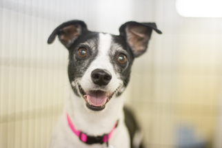 Jack-Rat Terrier Dogs for adoption in Mountain Home, AR, USA