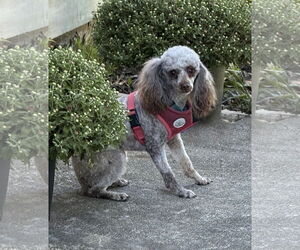 Poodle (Toy) Dogs for adoption in Omaha, NE, USA