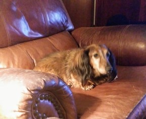 Dachshund Dogs for adoption in Cookeville, TN, USA