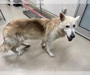 German Shepherd Dog-Siberian Husky Mix Dogs for adoption in Grand Prairie, TX, USA