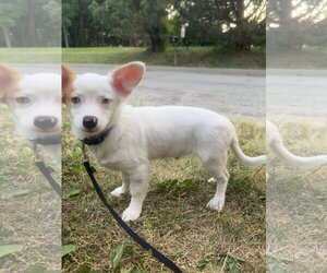 Chiweenie Dogs for adoption in Mukwonago, WI, USA