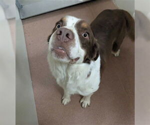 Australian Kelpie Dogs for adoption in Ogden, UT, USA
