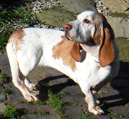 Basset Hound Dogs for adoption in Stockport, OH, USA