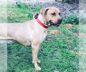 Boxer-Rhodesian Ridgeback Mix Dogs for adoption in Temecula, CA, USA