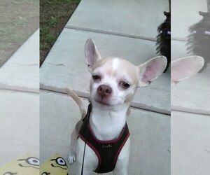 Chihuahua Dogs for adoption in Phoenix, AZ, USA