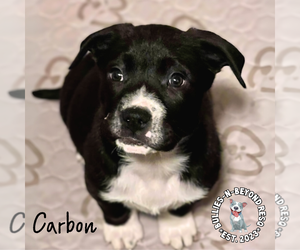 Mutt Dogs for adoption in Omaha, NE, USA