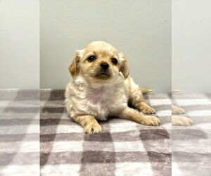 Poodle (Miniature)-Unknown Mix Dogs for adoption in Banning, CA, USA