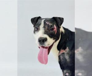 American Pit Bull Terrier Dogs for adoption in Bakersfield, CA, USA