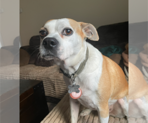 American Pit Bull Terrier-Chihuahua Mix Dogs for adoption in Holly Springs, NC, USA