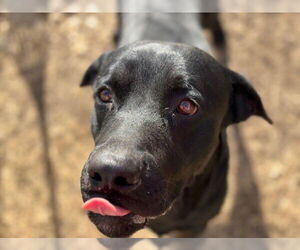 Labrador Retriever-Unknown Mix Dogs for adoption in Tulsa, OK, USA