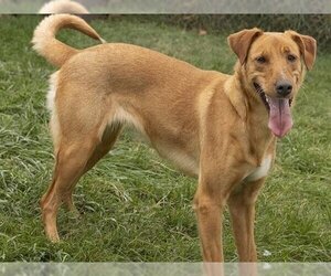 Labrador Retriever-Wheaten Terrier Mix Dogs for adoption in Ames, IA, USA