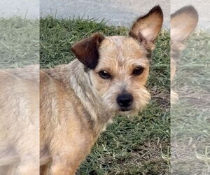 Border Terrier-Unknown Mix Dogs for adoption in Mission Viejo, CA, USA