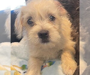 Cairn Terrier Dogs for adoption in Tracy, CA, USA