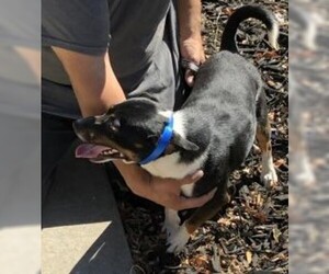 Beagle Dogs for adoption in Davis, CA, USA