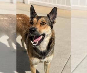 Australian Kelpie-German Shepherd Dog Mix Dogs for adoption in Burbank, CA, USA