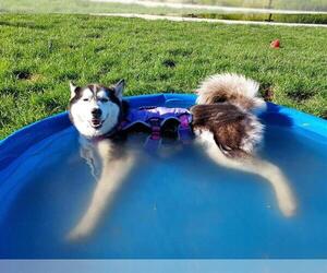 Siberian Husky-Unknown Mix Dogs for adoption in Elk Grove, CA, USA