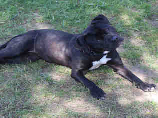 Bullboxer Pit Dogs for adoption in San Martin, CA, USA