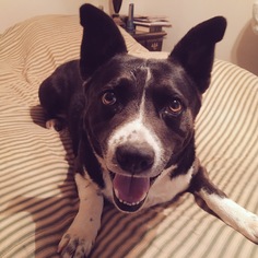 Border Collie-Unknown Mix Dogs for adoption in Simpsonville, SC, USA