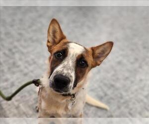 Mutt Dogs for adoption in Fort Collins, CO, USA