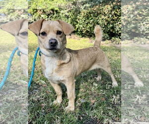 Chiweenie Dogs for adoption in Newport Beach, CA, USA