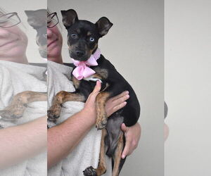 Jack Russell Terrier-Unknown Mix Dogs for adoption in McKinney, TX, USA