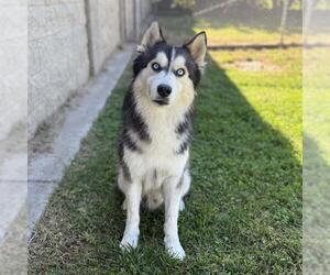 Siberian Husky-Unknown Mix Dogs for adoption in Modesto, CA, USA
