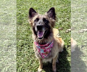 Australian Shepherd-Unknown Mix Dogs for adoption in Flower Mound, TX, USA