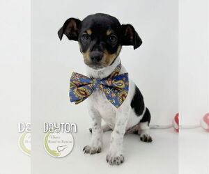 Chiweenie Dogs for adoption in Benton, LA, USA
