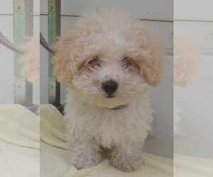 Poodle (Miniature) Dogs for adoption in Birch Tree, MO, USA