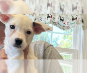 English Setter-Labrador Retriever Mix Dogs for adoption in Osgood, IN, USA