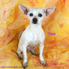 Medium Photo #1 Chihuahua-Unknown Mix Puppy For Sale in Bloomington, MN, USA