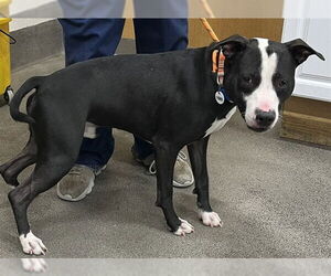 Mutt Dogs for adoption in Forestville, MD, USA