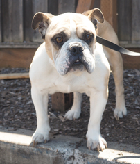 Bulldog Dogs for adoption in Palo Alto, CA, USA