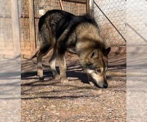 Alusky Dogs for adoption in Cedar Crest, NM, USA
