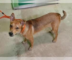 Shepradors Dogs for adoption in Green Cove Springs, FL, USA